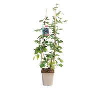 BOTANIC®-Mure 'Triple Crown' Bio. Le pot de 5 litres