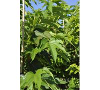 BOTANIC®-Mûrier platane ‘Fruitless’ botanic vert. Le pot de 15 litres