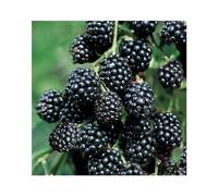 BOTANIC®-Murier Triple Crown Bio. Le pot de 2 litres