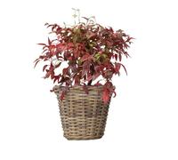 BOTANIC®-Nandina Domestica Obsessed ou bambou sacré rouge en pot de 5 L