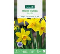 BOTANIC®-Narcisse botanic - 9 bulbes