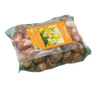 BOTANIC®-Narcisse botanique en filet botanic - 50 bulbes