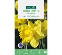 BOTANIC®-Narcisse Dutch master botanic - 8 bulbes