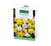 BOTANIC®-Narcisse en mélange botanic - 15 bulbes