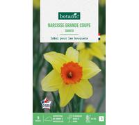 BOTANIC®-Narcisse grande coupe juanita botanic - 9 bulbes