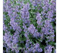 BOTANIC®-Nepeta Herbe A Chat - Le pot de 9 x 9 cm