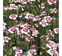BOTANIC®-Oeillet A Delta blanc-rouge - Le pot de 9 x 9 cm