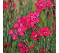 BOTANIC®-Oeillet A Delta rouge - Le pot de 9 x 9 cm