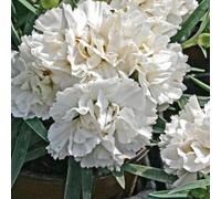 BOTANIC®-Oeillet Mignardise blanc - Le pot de 9 x 9 cm