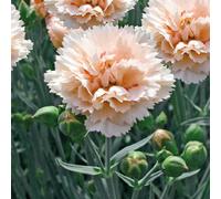 BOTANIC®-Oeillet Mignardise Ivoire - Le pot de 9 x 9 cm