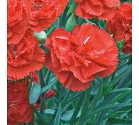 BOTANIC®-Oeillet Mignardise Orange - Le pot de 9 x 9 cm