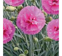 BOTANIC®-Oeillet Mignardise Rose A Oeil - Le pot de 9 x 9 cm