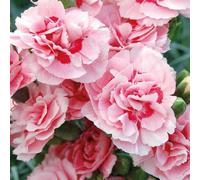BOTANIC®-Oeillet Mignardise Rose A Oeil Pourpre - Le pot de 9 x 9 cm