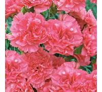 BOTANIC®-Oeillet Mignardise Rose Claire - Le pot de 9 x 9 cm