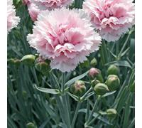 BOTANIC®-Oeillet Mignardise Rose Frange - Le pot de 9 x 9 cm