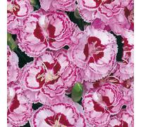 BOTANIC®-Oeillet Mignardise rouge-blanc - Le pot de 9 x 9 cm