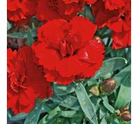 BOTANIC®-Oeillet Mignardise rouge Vermillon - Le pot de 9 x 9 cm
