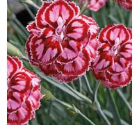 BOTANIC®-Oeillet Nain rouge-blanc - Le pot de 9 x 9 cm