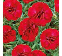 BOTANIC®-Oeillet Nain rouge - Le pot de 9 x 9 cm