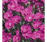 BOTANIC®-Oeillet Nain violet - Le pot de 9 x 9 cm