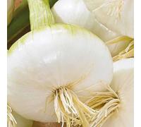 BOTANIC®-Oignon Blanc De Rebouillon Bio. La barquette de 12 plants
