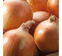 BOTANIC®-Oignon Jaune Yankee Bio. La barquette de 12 plants