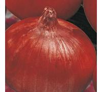 BOTANIC®-Oignon Rouge Red Baron Bio. La barquette de 12 plants