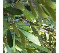 BOTANIC®-Olea Europaea Frangivento ou Olivier 80/100 cm en pot de 10 L