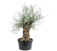 BOTANIC®-Olea ou Olivier vieux tronc 100/140 cm en pot de 285 L