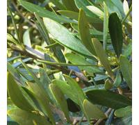 BOTANIC®-Olivier argent. Tronc vieux ramifié, 60/80 cm