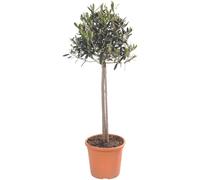 BOTANIC®-Olivier d'Europe sur tige en pot de 30L - 150 à 160 cm de hauteur