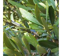 BOTANIC®-Olivier vert. Le pot de 60 litres, tronc lisse