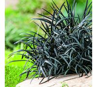 BOTANIC®-Ophiopogon Niger noir botanic. Le pot de 1 litre