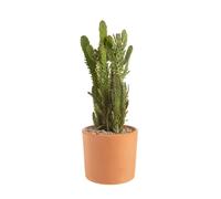 BOTANIC®-Opuntia mix en pot terre cuite diamètre 20 cm