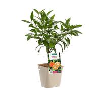 BOTANIC®-Oranger Amer Salicifolia Bio. Le pot de 3 litres