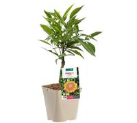 BOTANIC®-Oranger Bizzaria Bio. Le pot de 3 litres