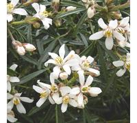 BOTANIC®-Oranger du Mexique Aztec Pearl (Choisya Arizonica) 20/30. Le pot de 5 litres