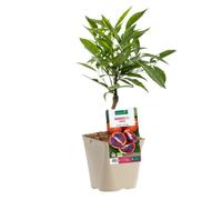 BOTANIC®-Oranger Sanguine Bio. Le pot de 3 litres