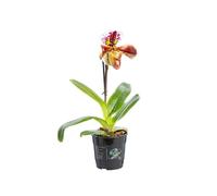 BOTANIC®-Orchidée Paphiopedilum americain