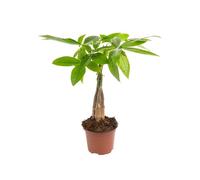 BOTANIC®-Pachira Aquatica tressé ou Châtaignier de Guyane diamètre12 cm/ H 35