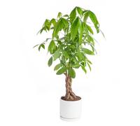 BOTANIC®-Pachira aquatica tressé vert en pot blanc émaillé botanic. Le pot diamètre 24 cm