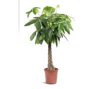 BOTANIC®-Pachira tronc tressé ou Châtaignier de Guyane diamètre27 cm/ H 150 cm