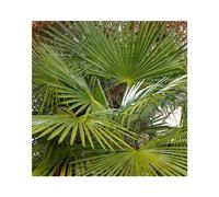 BOTANIC®-Palmier chanvre ou Palmier de Chine Excelsa vert. Le pot de 35 litres, 125/+ cm