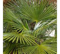 BOTANIC®-Palmier chanvre (Trachycarpus Fortunei). Le pot de 7 litres