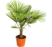 BOTANIC®-Palmier Trachycarpus Excelsa en pot de 30 litres