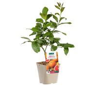 BOTANIC®-Pamplemoussier Rose Bio. Le pot de 3 litres