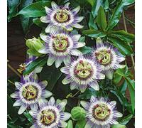 BOTANIC®-Passiflore bleue botanic. Le pot de 1,3 litre