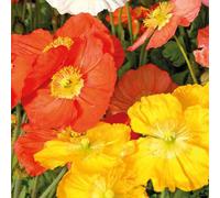 BOTANIC®-Pavot D'Islande Varie - Le pot de 9 x 9 cm