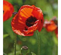 BOTANIC®-Pavot D'Orient Orange - Le pot de 9 x 9 cm