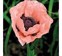 BOTANIC®-Pavot D'Orient Rose - Le pot de 9 x 9 cm